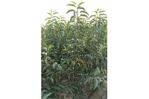 Dwuletnie drzewka knipboom - jabłonie - szk&oacute;łka Andrzej i Szymon Nowakowscy (Żdżary)