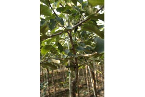 Dwuletnie drzewka knipboom - jabłonie - szk&oacute;łka Andrzej i Szymon Nowakowscy (Żdżary)