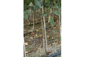 Dwuletnie drzewka knipboom - jabłonie - szk&oacute;łka Andrzej i Szymon Nowakowscy (Żdżary)