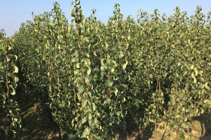 Dwuletnie drzewka grusze - szk&oacute;łka Andrzej i Szymon Nowakowscy (Żdżary)