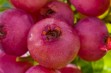 Pink Lemonade – odmiana borówki o różowych owocach