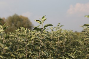 Drzewka jednoroczne jabłonie - szk&oacute;łka Jankowski i Syn