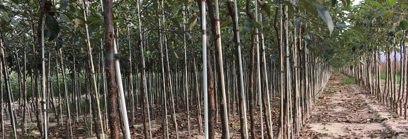 Szk&oacute;łki [jesień 2016] - Bielak, Zag&oacute;rze