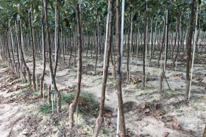 Szk&oacute;łka Marek Bielak i Synowie, Zag&oacute;rze