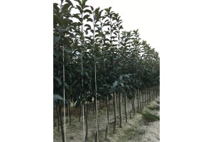 Szk&oacute;łka Marek Bielak i Synowie, Zag&oacute;rze