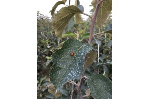 Szk&oacute;łka Marek Bielak i Synowie, Zag&oacute;rze