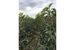 Szk&oacute;łka Marek Bielak i Synowie, Zag&oacute;rze