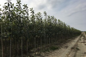 Szk&oacute;łka Marek Bielak i Synowie, Zag&oacute;rze