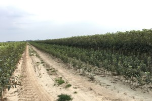 Szk&oacute;łka Marek Bielak i Synowie, Zag&oacute;rze