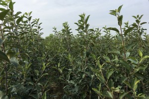 Drzewka 2-letnie - Gala Must / M9 - szk&oacute;łka Marek Bielak i Synowie, Zag&oacute;rze