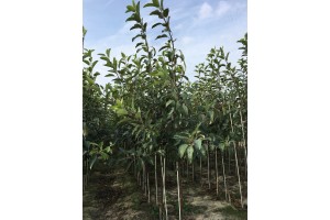 Drzewka 2-letnie - Gala Must / M9 - szk&oacute;łka Marek Bielak i Synowie, Zag&oacute;rze