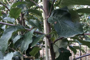 Drzewka 2-letnie - Gala Must / M9 - szk&oacute;łka Marek Bielak i Synowie, Zag&oacute;rze