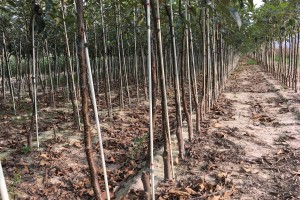 Drzewka 2-letnie - Golden Delicious Reinders / M9 - szk&oacute;łka Marek Bielak i Synowie, Zag&oacute;rze