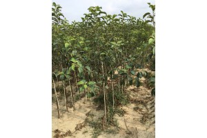 Drzewka 2-letnie - Golden Delicious Reinders / M9 - szk&oacute;łka Marek Bielak i Synowie, Zag&oacute;rze