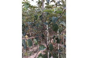 Drzewka 2-letnie - Golden Delicious Reinders / M9 - szk&oacute;łka Marek Bielak i Synowie, Zag&oacute;rze