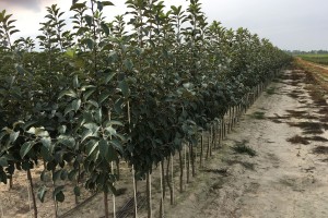 Drzewka 2-letnie - Reno2 / M9 - szk&oacute;łka Marek Bielak i Synowie, Zag&oacute;rze