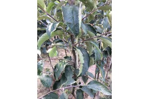 Drzewka 2-letnie - Reno2 / M9 - szk&oacute;łka Marek Bielak i Synowie, Zag&oacute;rze