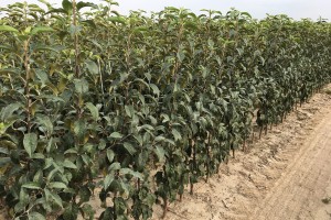 Drzewka jednoroczne - Wiltons Red Jonaprince / M9 - szk&oacute;łka Marek Bielak i Synowie, Zag&oacute;rze