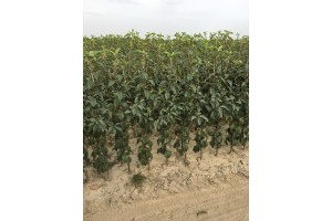 Drzewka jednoroczne - Wiltons Red Jonaprince / M9 - szk&oacute;łka Marek Bielak i Synowie, Zag&oacute;rze