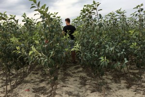 Drzewka jednoroczne - Jeronime / M26 - szk&oacute;łka Marek Bielak i Synowie, Zag&oacute;rze