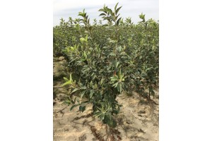 Drzewka jednoroczne - Jeronime / M26 - szk&oacute;łka Marek Bielak i Synowie, Zag&oacute;rze