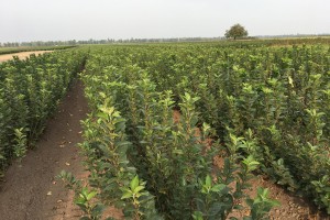 Mateczniki podkładek wegetatywnych - szk&oacute;łka Marek Bielak i Synowie, Zag&oacute;rze