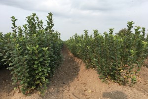 Mateczniki podkładek wegetatywnych - szk&oacute;łka Marek Bielak i Synowie, Zag&oacute;rze