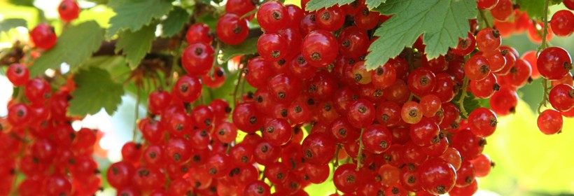 Krzewy jagodowe - 38 tydzień 2016 roku