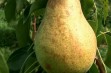  Grusza 'Sobieski' hodowli SGGW
