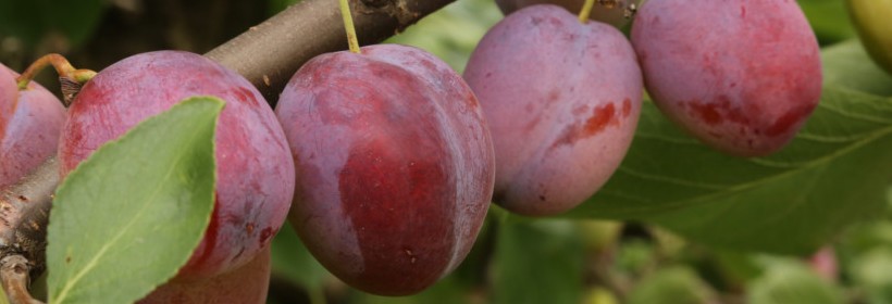 Drzewka owocowe - śliwy - 41 tydzień 2016r.