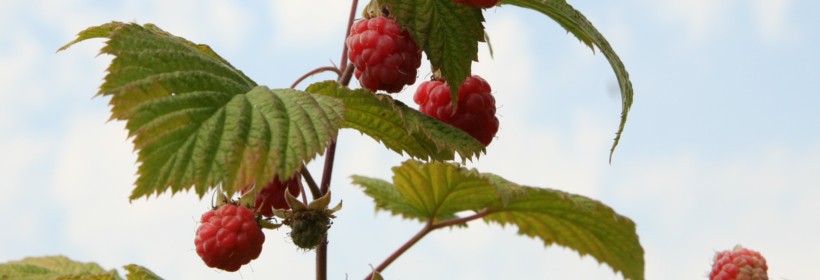 Primeberry &reg; Sugana - malina odporna na mr&oacute;z