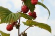 Primeberry ® Sugana - malina odporna na mróz