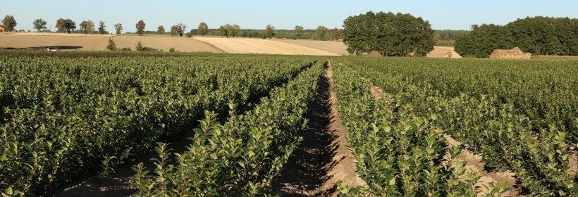 Pow. kwalifikowanych upraw szk&oacute;łkarskich od 2012 do 2015r.