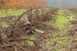W polskich sadach potrzebna jest rewolucja