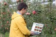 Aktualizacja oferty drzewek owocowych - Nowakowscy