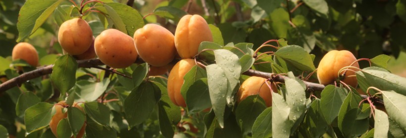 Drzewka owocowe - brzoskwinie, morele - 47 tydzień 2016r.