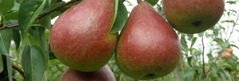 Dicolor &ndash; grusza o karminowoczerwonym rumieńcu 