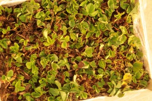 Poprzednie edycje TSW