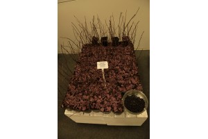 Poprzednie edycje TSW