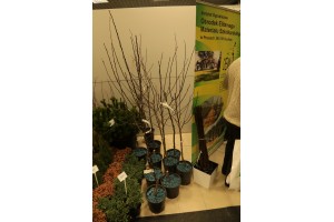 Poprzednie edycje TSW