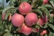 Deserowa odmiana jabłoni – Free Redstar