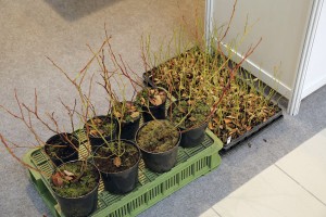Korfanty Gospodarstwo Szk&oacute;łkarskie - sadzonki bor&oacute;wki amerykańskiej