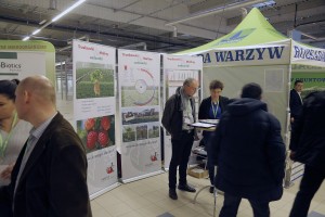 Kraege - sadzonki truskawek