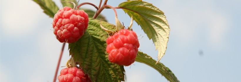 Jagodowe trendy 19-20 stycznia 2017r.