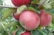 Wczesnoletnia deserowa odmiana jabłoni – Julia 