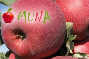 Muna – nowa odmiana AJAPPLE