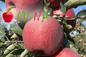 Muna – nowa odmiana AJAPPLE