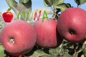 Muna &ndash; nowa odmiana AJAPPLE