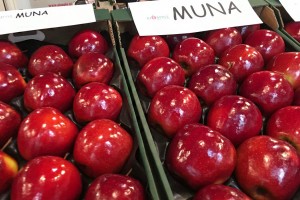 MTAS / FruitPro 2017 - Muna nowa odmiana AJAPPLE
