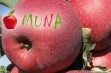 Muna – nowość grupy hodowlanej AJAPPLE